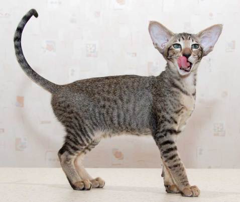 CATS-PICTURES.ORG_-_1570-1000x840-oriental+shorthair-solo-miotic+pupil-grey+hair-standing-tail